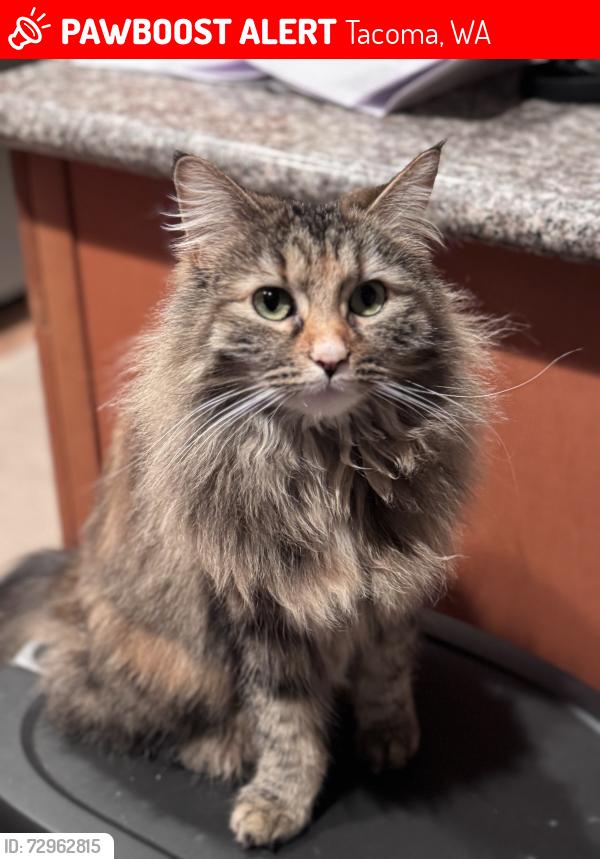 Lost Female Cat last seen Earnest S Brazil and South Ridgewood Ave, Tacoma, WA 98405