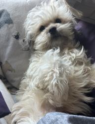 Lost Female Dog last seen Bel Air area , Jefferson, Napa, CA 94558