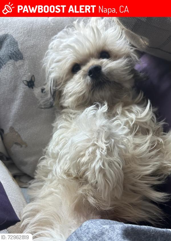Lost Female Dog last seen Bel Air area , Jefferson, Napa, CA 94558