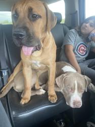 Reunited Female Dog last seen 87th ave deer valley and deer valley rd , Peoria, AZ 85383
