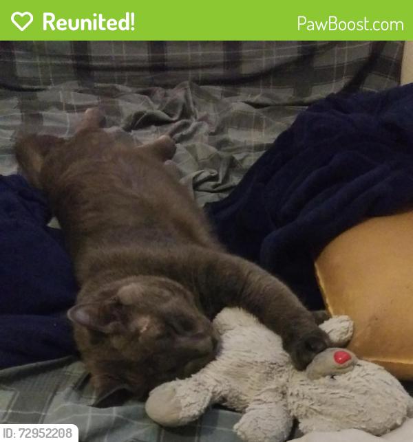 Reunited Male Cat last seen day ave sw, 10th st, Roanoke, VA 24016