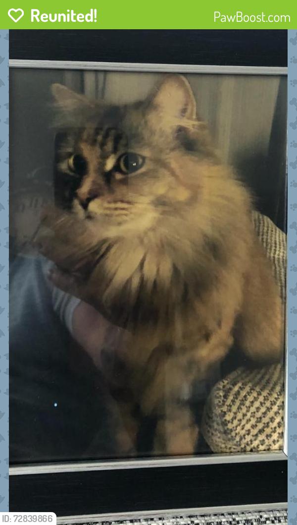 Reunited Female Cat last seen Brompton Road / Highland Road , Portsmouth, England 