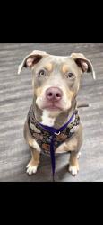 Lost Female Dog last seen Last seen on countryview dr e around 6-7 pm, Wilmer, AL 36587