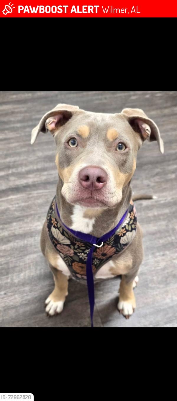 Lost Female Dog last seen Last seen on countryview dr e around 6-7 pm, Wilmer, AL 36587