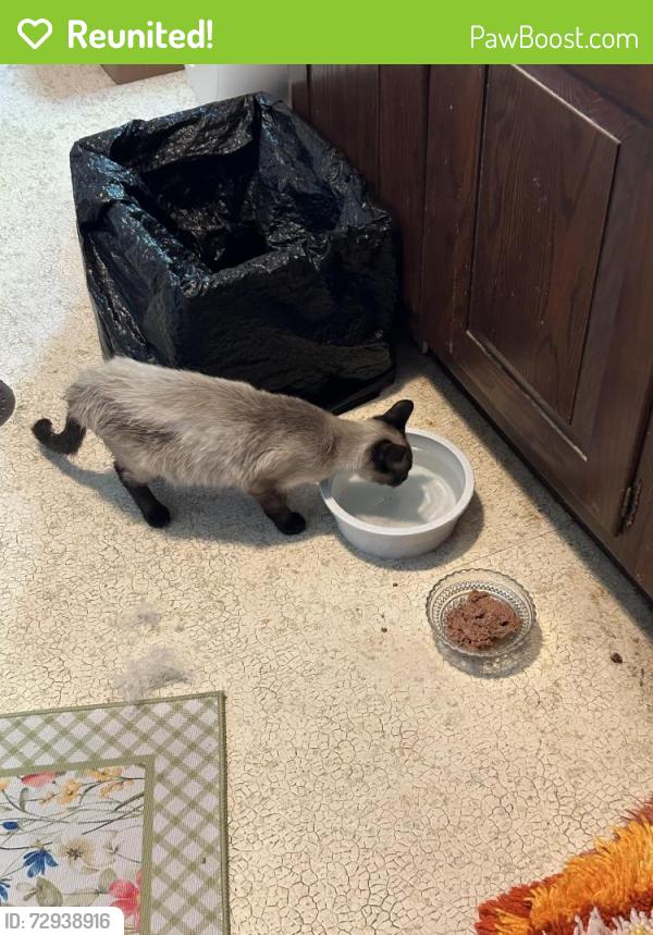 Reunited Male Cat last seen Lakeshore Dr, Creve Coeur MO. 63141, Creve Coeur, MO 63141
