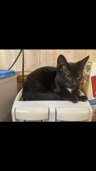 Reunited Male Cat last seen West Lloyd and w Arlington, Shenandoah, PA 17976