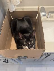 Lost Male Cat last seen Last seen at hse , Greenville, SC 29615