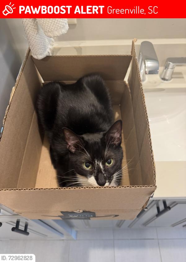 Lost Male Cat last seen Last seen at hse , Greenville, SC 29615