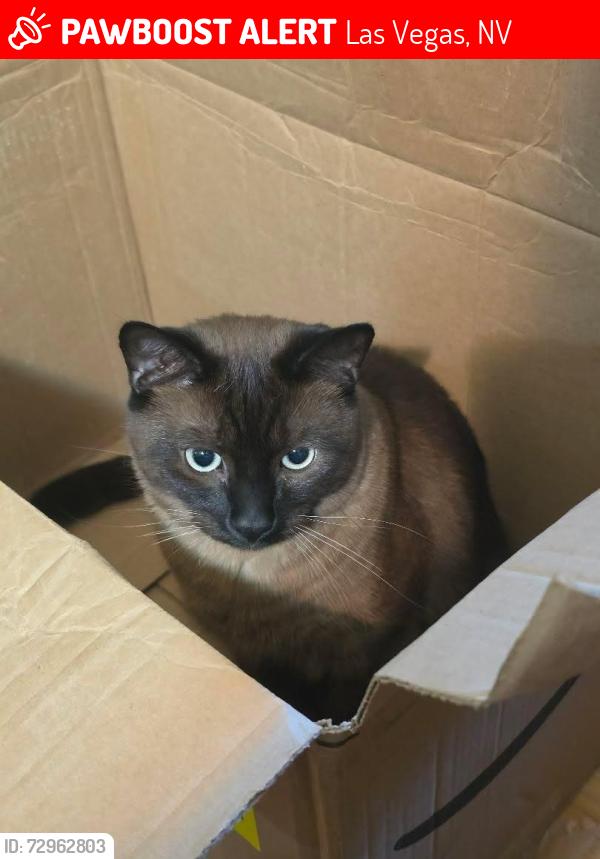 Lost Male Cat last seen Charleston apmts, Las Vegas, NV 89104
