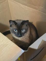 Lost Male Cat last seen Charleston apmts, Las Vegas, NV 89104