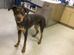Shelter Stray Male Dog last seen INDIANA AVE AND WILBUR ST, RIVERSIDE, CA, Jurupa Valley, CA 92509