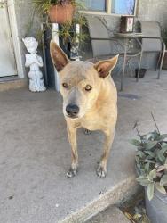 Shelter Stray Male Dog last seen , Tucson, AZ 85745