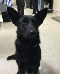 Shelter Stray Female Dog last seen Near BLOCK CARTHAGE ST, RIVERSIDE CA 92501, Jurupa Valley, CA 92509