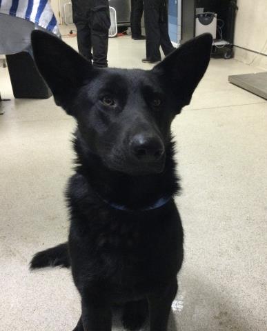 Shelter Stray Female Dog last seen Near BLOCK CARTHAGE ST, RIVERSIDE CA 92501, Jurupa Valley, CA 92509