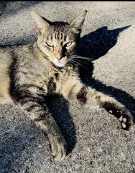 Found/Stray Female Cat last seen Avondale Park, Denton, TX 76201