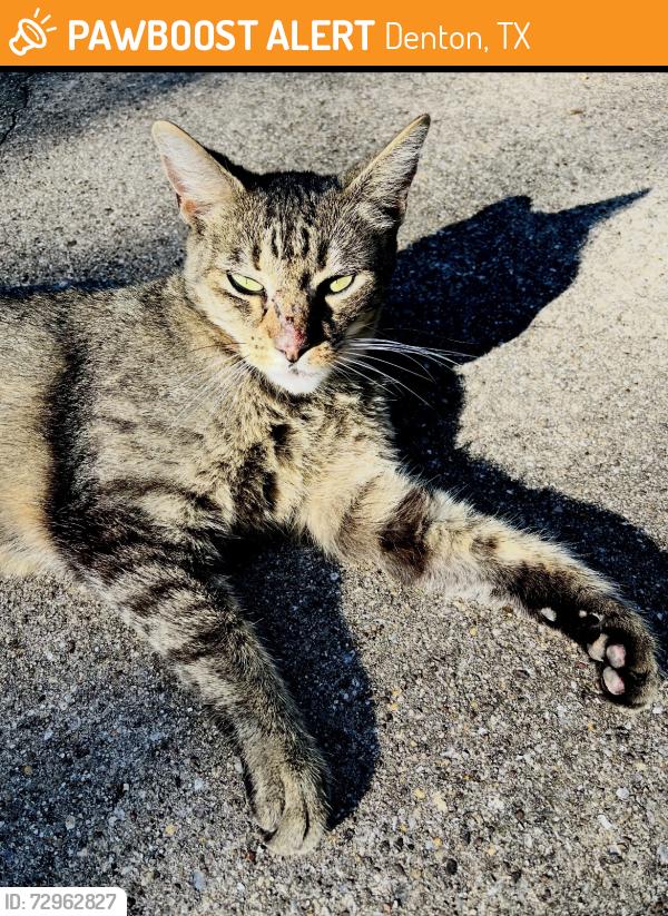Found/Stray Female Cat last seen Avondale Park, Denton, TX 76201