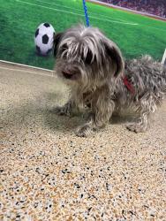 Shelter Stray Male Dog last seen OKEECHOBEE RD & NW 42 AVE, Doral, FL 33122