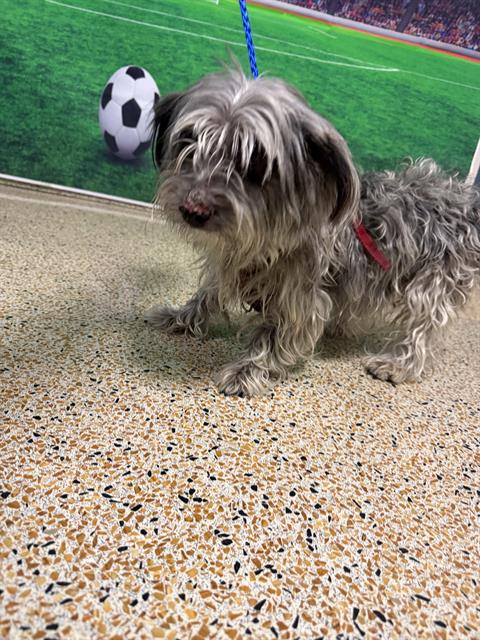 Shelter Stray Male Dog last seen OKEECHOBEE RD & NW 42 AVE, Doral, FL 33122