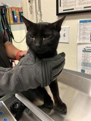 Shelter Stray Male Cat last seen Near BLOCK BLCK SUNFIELD AVE, LONG BEACH, CA 90808, Long Beach, CA 90815