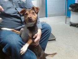 Shelter Stray Male Dog last seen FOXHILL PL SW, Albuquerque, NM 87112