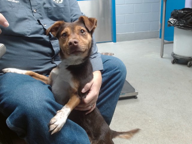 Shelter Stray Male Dog last seen FOXHILL PL SW, Albuquerque, NM 87112