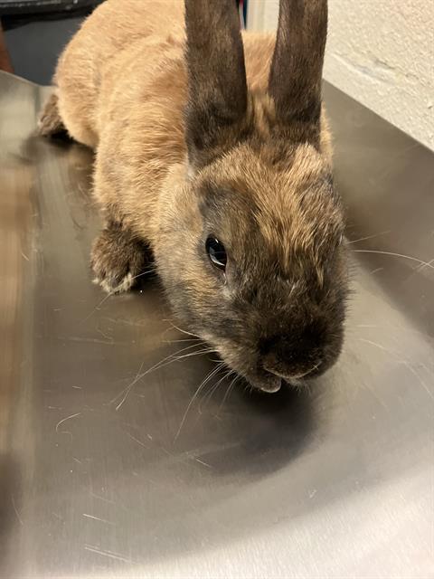 Shelter Stray Male Rabbit last seen Near BLK WALNUT AVE, LONG BEACH, CA 90806, Long Beach, CA 90815