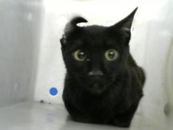 Shelter Stray Female Cat last seen , Albuquerque, NM 87112