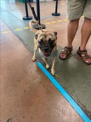 Shelter Stray Female Dog last seen , Los Angeles, CA 91405