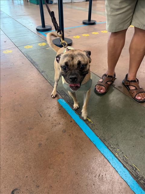 Shelter Stray Female Dog last seen , Los Angeles, CA 91405