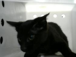 Shelter Stray Male Cat last seen , Albuquerque, NM 87112