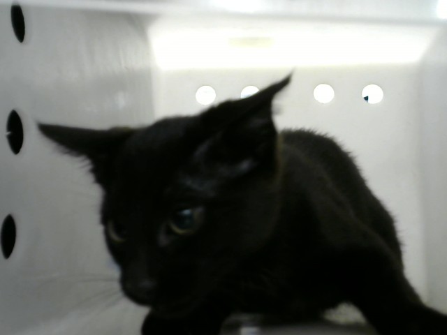 Shelter Stray Male Cat last seen , Albuquerque, NM 87112