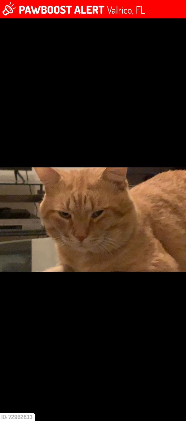 Lost Male Cat last seen Copper Ridge Grand Canyon Dr. , Valrico, FL 33594