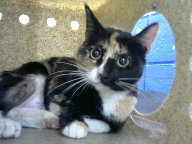 Shelter Stray Female Cat last seen Near BLOCK INDIAN SCHOOL RD NE, Albuquerque, NM 87112