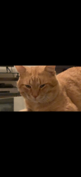 Lost Male Cat last seen Copper Ridge Grand Canyon Dr. , Valrico, FL 33594