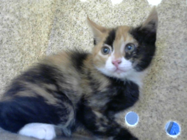 Shelter Stray Female Cat last seen Near BLOCK INDIAN SCHOOL RD NE, Albuquerque, NM 87112