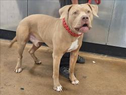 Shelter Stray Male Dog last seen , Los Angeles, CA 91405