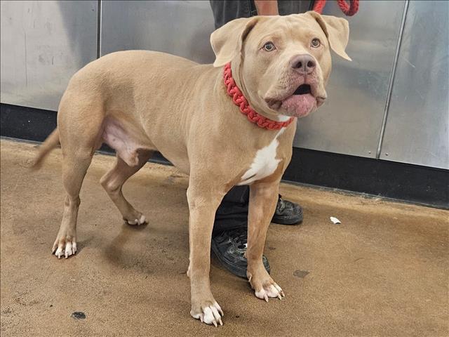 Shelter Stray Male Dog last seen , Los Angeles, CA 91405