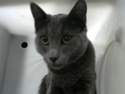Shelter Stray Male Cat last seen Near BLOCK TULANE DR, Albuquerque, NM 87112