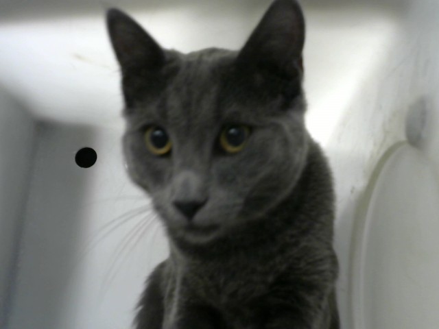 Shelter Stray Male Cat last seen Near BLOCK TULANE DR, Albuquerque, NM 87112
