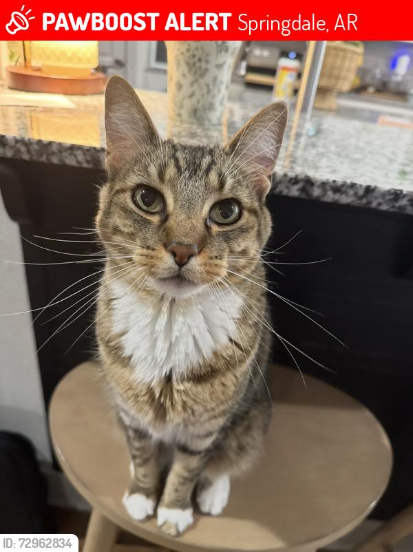 Lost Male Cat last seen Morra, south pointe , Springdale, AR 72762