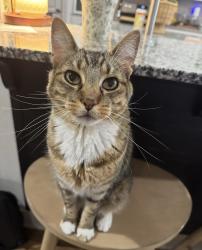 Lost Male Cat last seen Morra, south pointe , Springdale, AR 72762