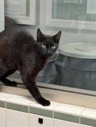 Shelter Stray Female Cat last seen , Los Angeles, CA 91405