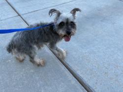 Shelter Stray Female Dog last seen POPPY/ SORREL, Perris, CA 92571