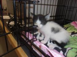 Shelter Stray Male Cat last seen , Los Angeles, CA 91405