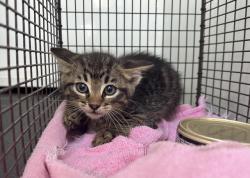 Shelter Stray Unknown Cat last seen Near BLOCK N PERRIS BLVD, PERRIS, CA, Perris, CA 92571