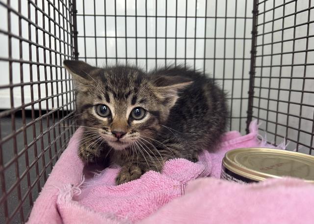 Shelter Stray Unknown Cat last seen Near BLOCK N PERRIS BLVD, PERRIS, CA, Perris, CA 92571