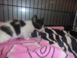 Shelter Stray Female Cat last seen , Los Angeles, CA 91405