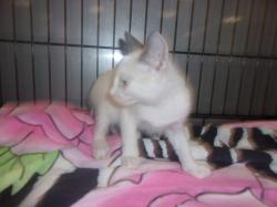Shelter Stray Female Cat last seen , Los Angeles, CA 91405