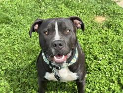 Shelter Stray Male Dog last seen Near BLOCK EAGLERIDGE PL, PUEBLO CO 81008, Pueblo, CO 81008
