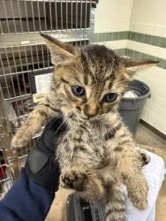 Shelter Stray Unknown Cat last seen , Los Angeles, CA 91405